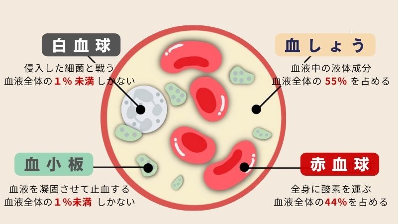 血液成分の種類と働きについて解説。