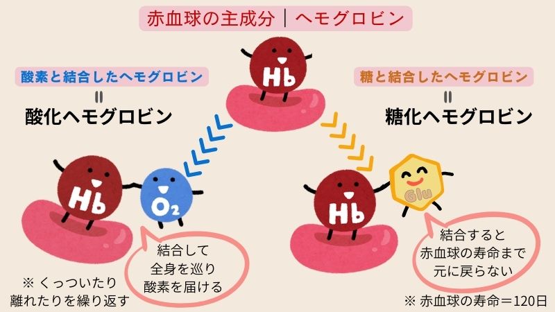 赤血球の主成分・ヘモグロビンについて、酸化ヘモグロビンと糖化ヘモグロビンの解説